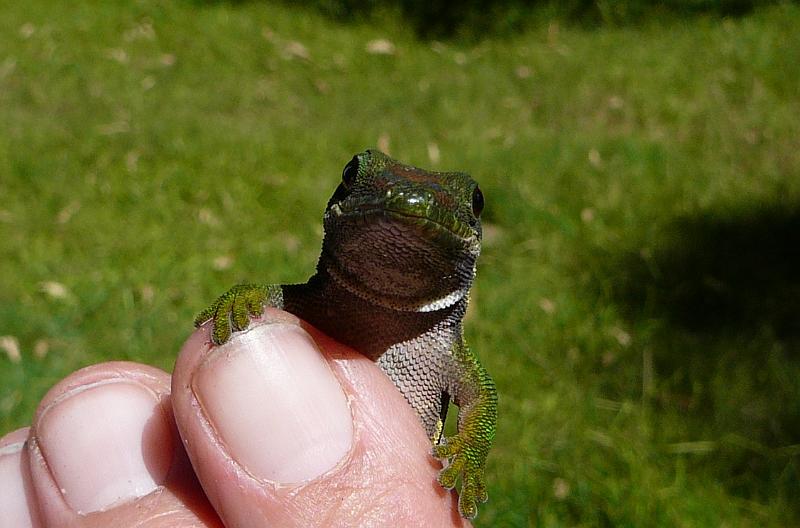 030 Day Gecko